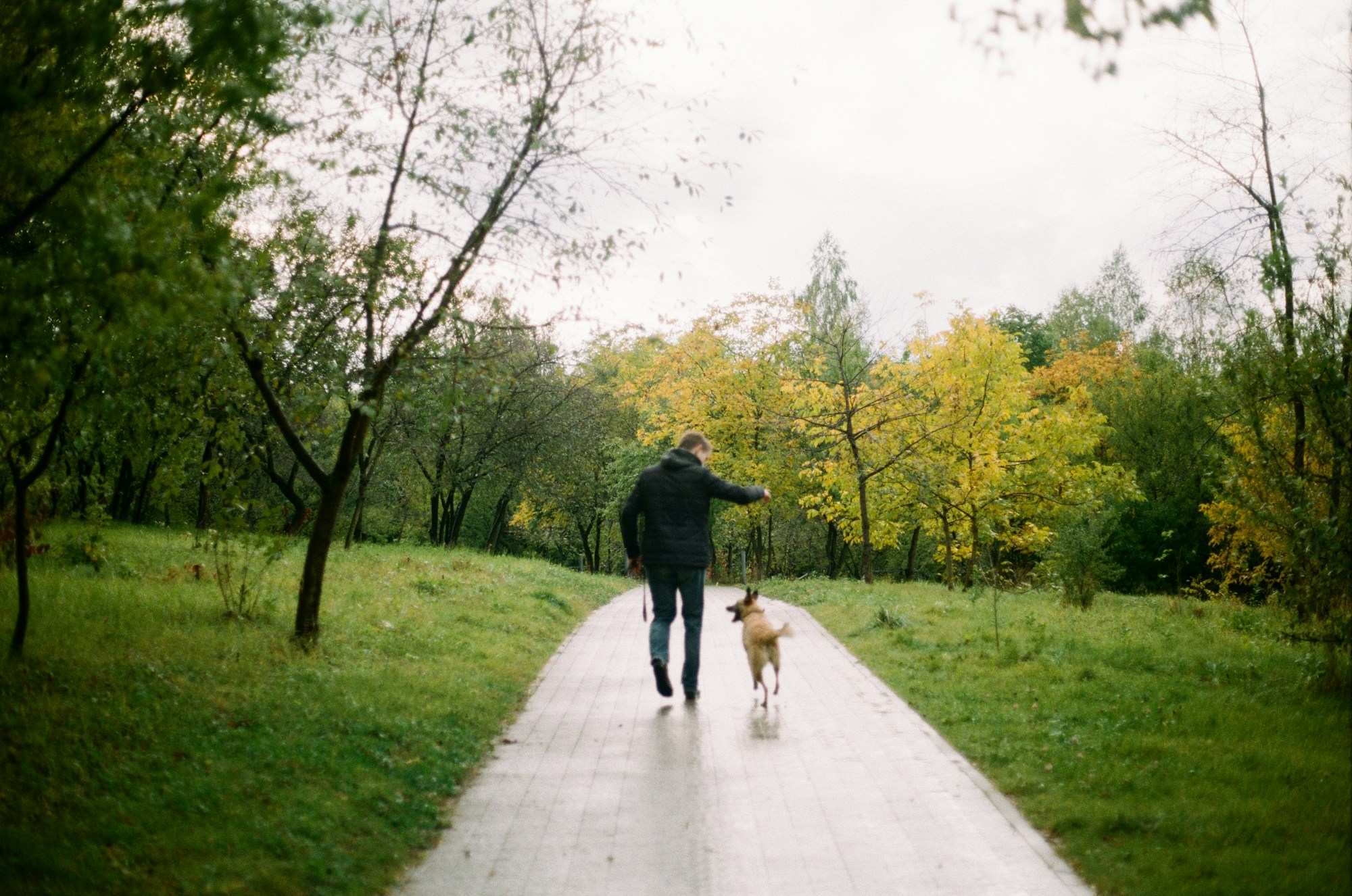 Golden Retriever an der Leine beim Spaziergang